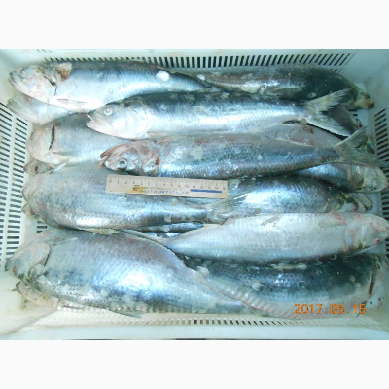 Фото 4. Крымская рыба и морепродукты оптом от производителя в Керчи