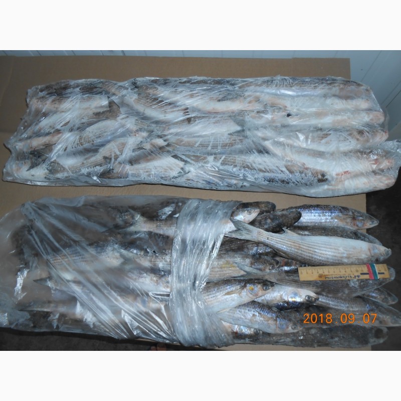 Фото 5. Крымская рыба и морепродукты оптом от производителя в Керчи