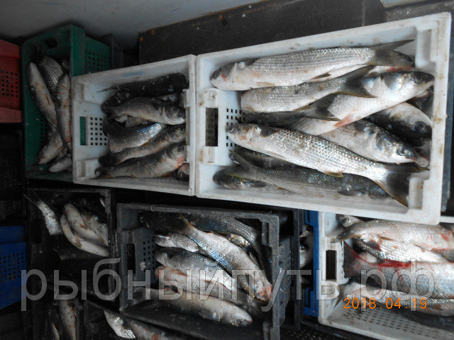 Фото 7. Крымская рыба и морепродукты оптом от производителя в Керчи