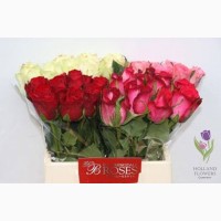 Rose, Розы, ОПТ, Киев, Украина, к 8 Марта, до 8 Березня