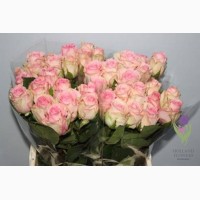 Rose, Розы, ОПТ, Киев, Украина, к 8 Марта, до 8 Березня