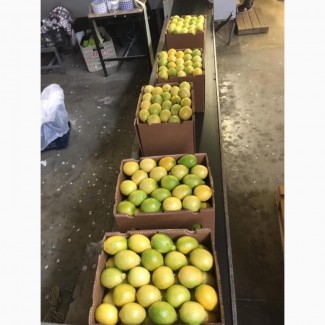 Лимон, Грейпфрут, цитрусовые - импорт из ЮАР