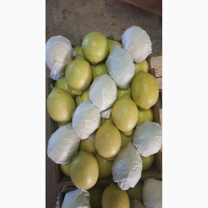 Фото 4. Лимон, Грейпфрут, цитрусовые - импорт из ЮАР