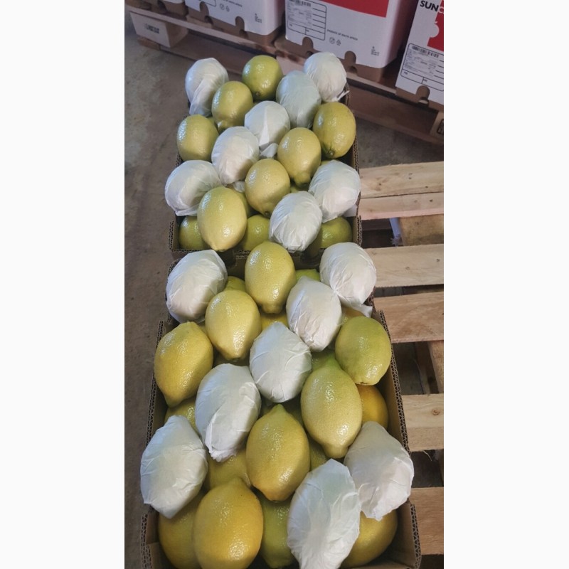 Фото 6. Лимон, Грейпфрут, цитрусовые - импорт из ЮАР