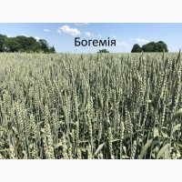 Семена озимой пшеницы Богемия 1-реп. (Чехия)