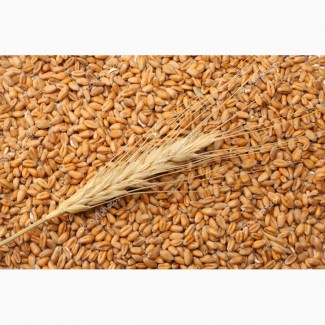 Покупка пшеницы, оптом, без посредников