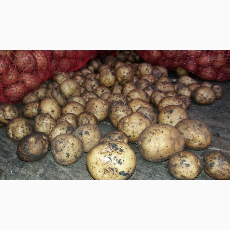Фото 2. Ривьера (семенной картофель) 2-ая репродукция Винница, 12 грн/кг