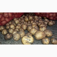 Ривьера (семенной картофель) 2-ая репродукция Винница, 12 грн/кг