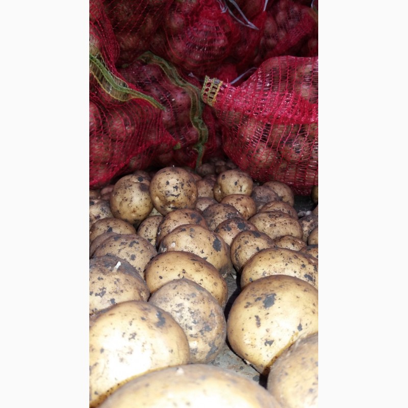 Фото 5. Ривьера (семенной картофель) 2-ая репродукция Винница, 12 грн/кг