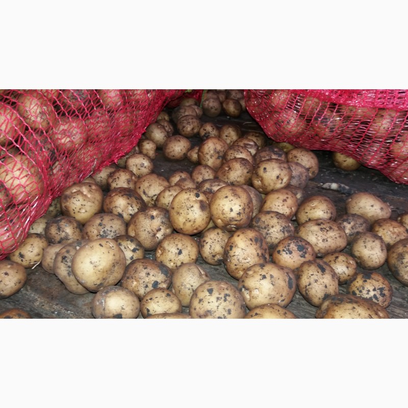 Фото 6. Ривьера (семенной картофель) 2-ая репродукция Винница, 12 грн/кг