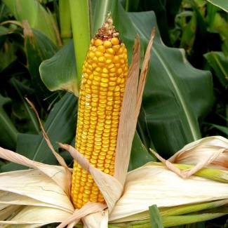 Семена кукурузы Манифик ФАО-300, (фракция стандарт)