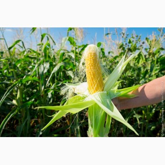 Семена кукурузы ДК Велес, ФАО 270, п.е. до 24 кг