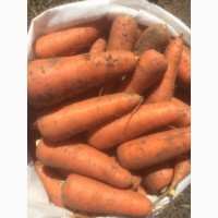 Продам морковку молодую Абака