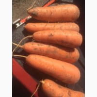 Продам морковку молодую Абака