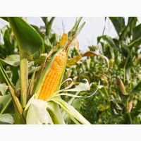 Насіння кукурудзи Афіна-Н ФАО 320 (екстра)