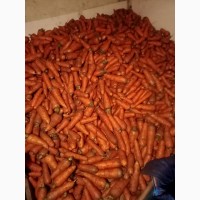 Продам моркву 1 та 2 сорт від фермера з 20 тонн