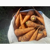 Продам моркву 1 та 2 сорт від фермера з 20 тонн