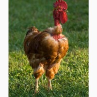 Цыплята суточные и подрощенные опт