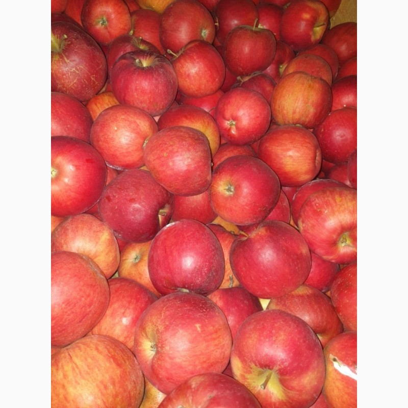 Фото 3. Продам яблоки несколько сортов от производителя с 5 тонн