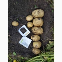 Реалізовуємо насіннєву картоплю