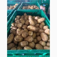 Молодой картофель импорт Греция, Румыния
