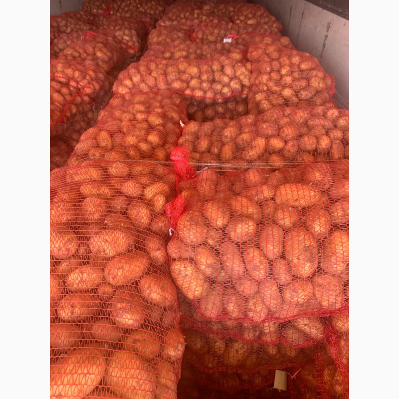 Фото 3. Молодой картофель импорт Греция, Румыния