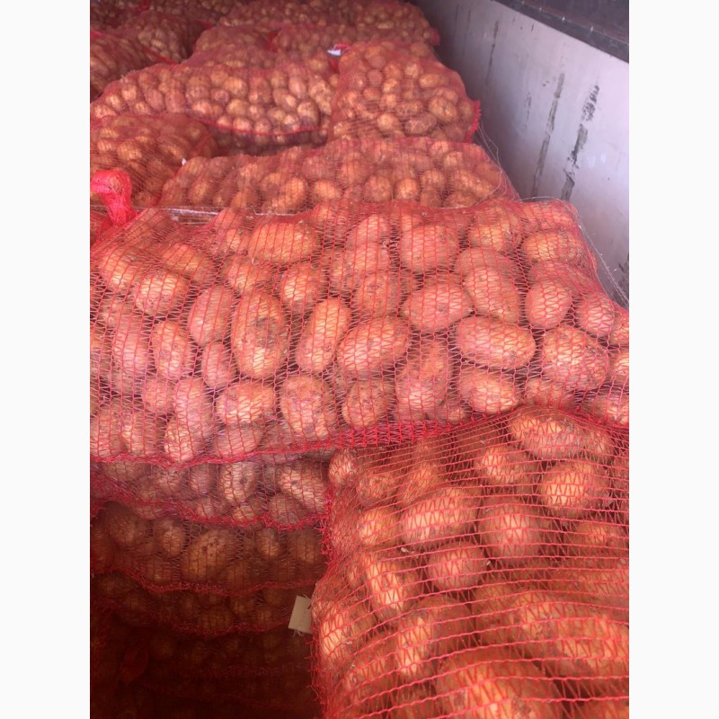Фото 4. Молодой картофель импорт Греция, Румыния
