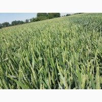 Продам насіння озимої пшениці ПАТРАС та АПОСТЕЛ