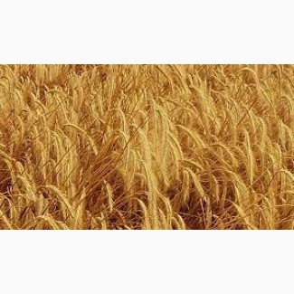 Зукуповуємо жито в м. Житомир