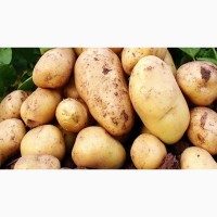 Якісна картопля продам, великі обсяги, Волинська область