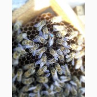 Бджоломатки
