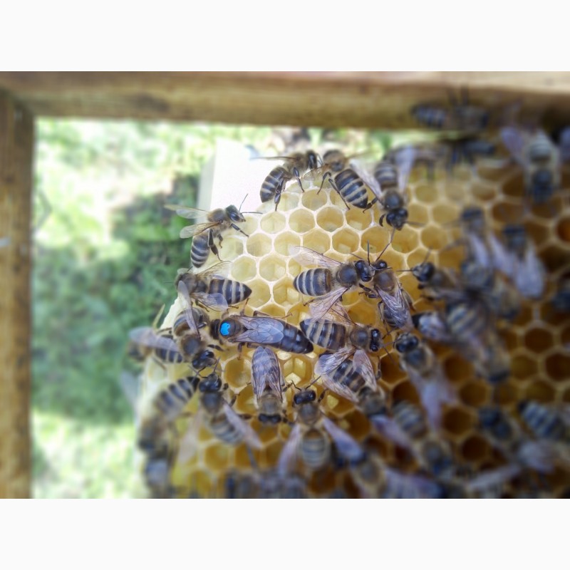 Фото 4. Бджоломатки