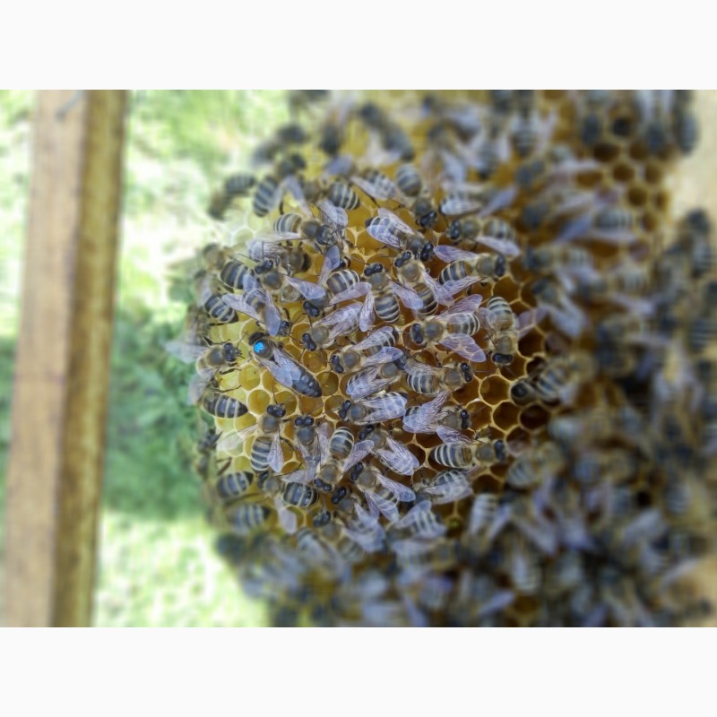 Фото 5. Бджоломатки