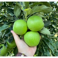 Продаємо яблука Гала, Голден, Ред Принц урожай 2023р