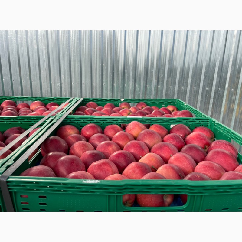 Фото 2. Продаємо яблука Гала, Голден, Ред Принц урожай 2023р