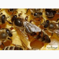 Маточники на виході української степової бджоли
