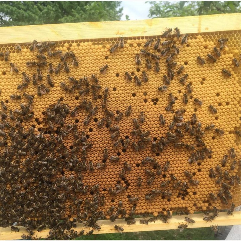 Фото 4. Маточники на виході української степової бджоли
