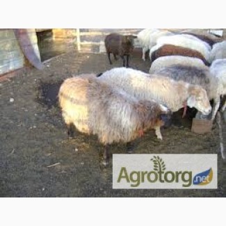 Продам овец (взрослые и молодняк)