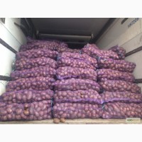 Продам картошку в большие кол-вах Продам товарный и посадочный картофель хорошего качества