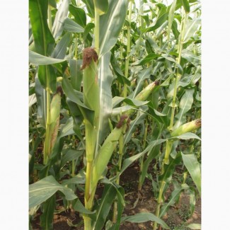 Насіння гібридів кукурудзи на посів