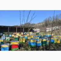 Продам бджолопакети української степової породи в кількості 100 шт, ціна договірна