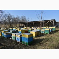 Продам бджолопакети української степової породи в кількості 100 шт, ціна договірна
