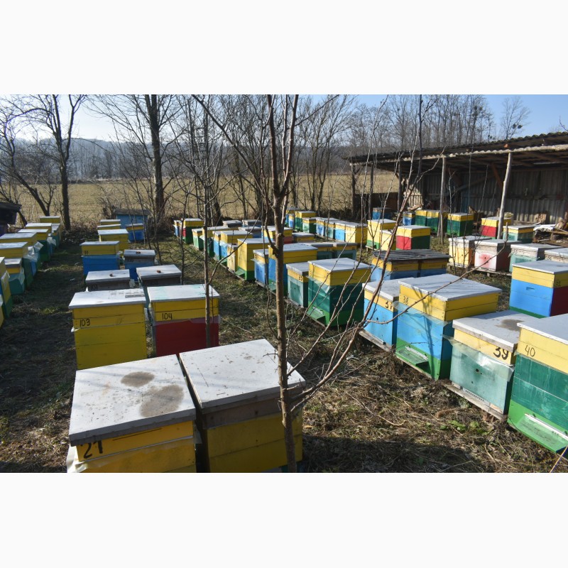 Фото 4. Продам бджолопакети української степової породи в кількості 100 шт, ціна договірна