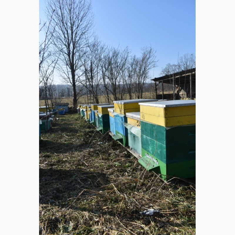 Фото 5. Продам бджолопакети української степової породи в кількості 100 шт, ціна договірна