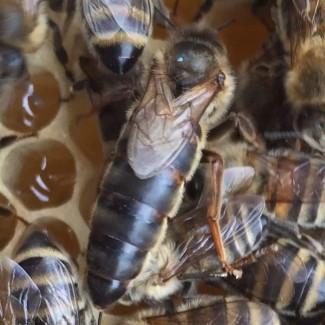 Бджоломатки Карпатської породи 2019 р