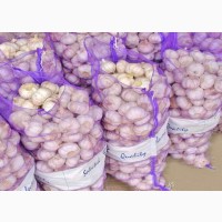 Wholesale fresh garlic