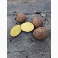 Продам посадочный картофель