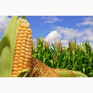 Гибриды засухаустойчмвой кукурузы ФАО-270, 300 (под раундап)
