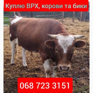 Куплю ВРХ, корови, бики та коні. По всій Україні