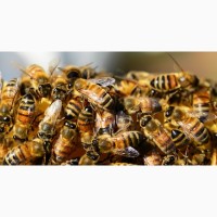 Продам пчелопакеты украинской степной и итальянской породы